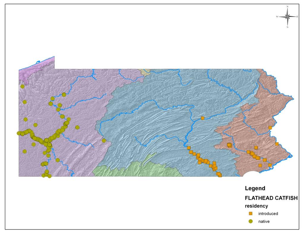 46 Chapter 7: Management of Waters with Naturally Reproducing Flathead Catfish The Flathead Catfish Pylodictis olivaris has recently become widespread in Pennsylvania; initially inhabiting the Great