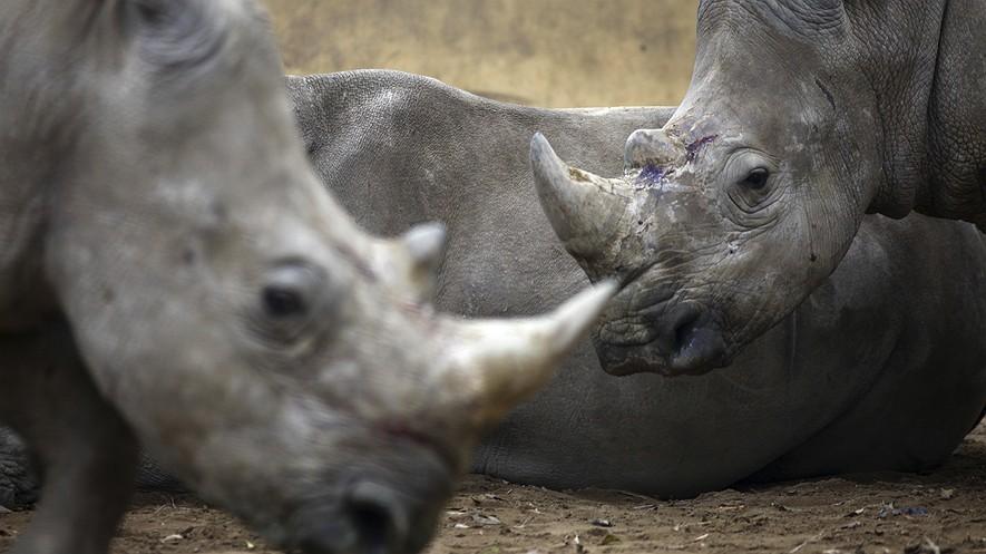 Vietnam, a huge hub for rhino horn trafficking, has done little to stop it By Robyn Dixon, Los Angeles Times on 09.30.