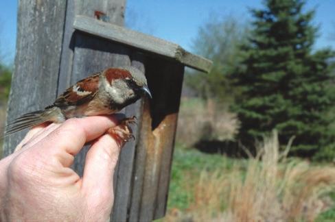 nonnative species for which there is no hunting or trapping season, such as woodpeckers damaging a building or house sparrows outcompeting bluebirds.