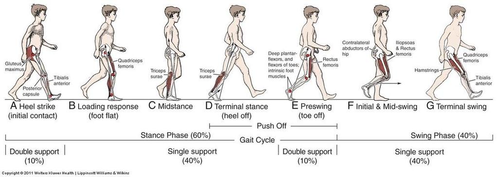 The swing phase of gait starts at toe off, when the foot leaves the ground.