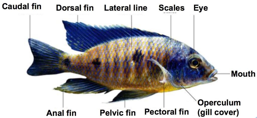 What is a Fish? Fishes are aquatic vertebrates.