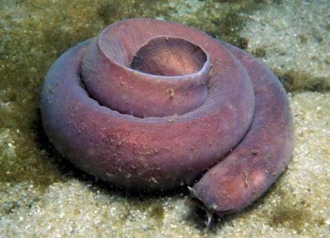 Hagfish Body Plan: Pinkish-grey wormlike bodies 4 or 6 short tentacles around mouths Found only in oceans (bottom dwellers) Detritivores use a
