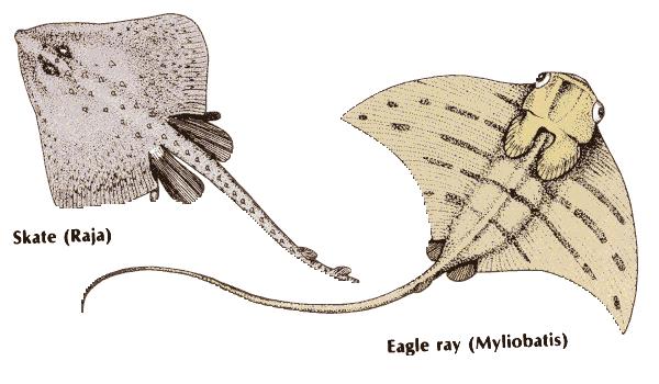 Skates and Rays Flat body with paired pectoral fins behind heads Flat shape and coloration provide