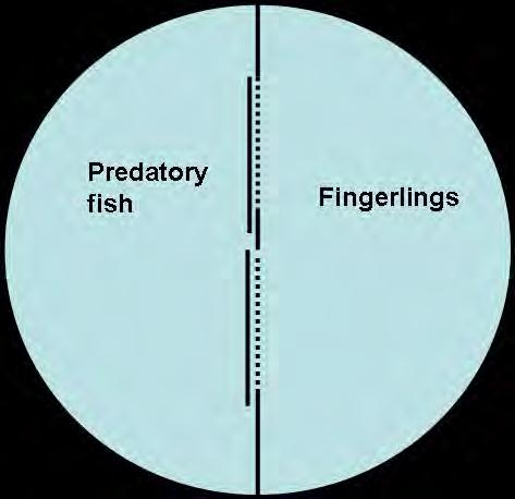 Fish predator training (fingerlings only) Keep hatchery reared fish with small group of wild