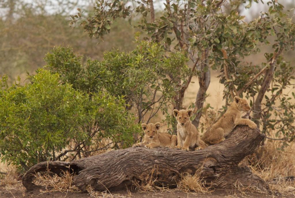 Singita Kruger National Park Lebombo & Sweni Lodges South Africa Temperature Wildlife Journal For the month of August, Two Thousand and Fourteen Rainfall Recorded Average minimum: 11.6 C (52.