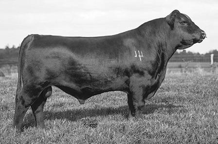 Featured Sire 44 Conveyance 0X52 Semen available from Select Sires, Inc.