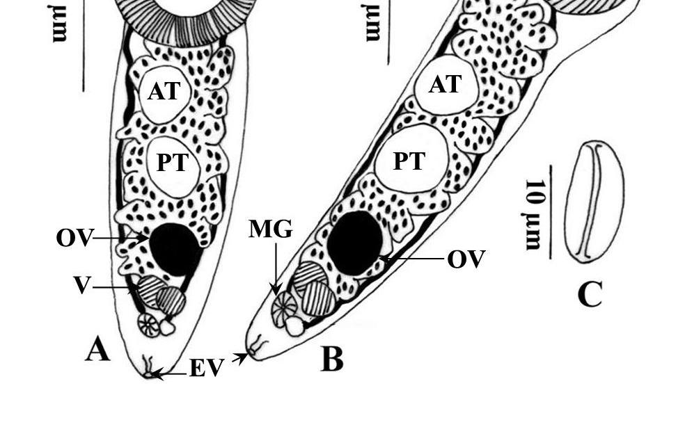 (B) Anterior end of the specimen showing the ventral sucker and the subglobular eosophagus. (C) The ventral sucker area showing operculate filamentous eggs.