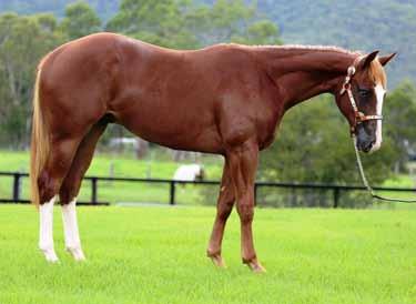 Brief: CP CELLEBRATION is by TRIBULATION (IMP) sire of Hunter under Saddle, Trail, Western Pleasure, Hack and Dressage AQHA & NPHA Champions.