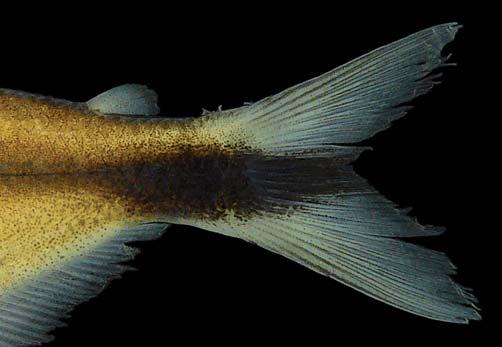 A. M. Zanata & W. M. Ohara 515 posterior end of this line isolated from dark blotch over caudalfin rays by a clear area). Jupiaba citrina differs from various congeners (except J. abramoides, J.