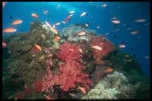 remains and secretions of corals and