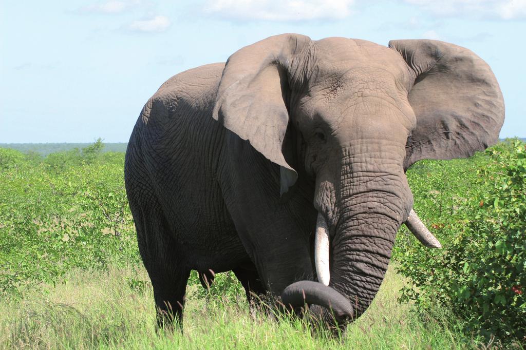 (MIKE), for tracking elephant populations and poaching levels, and Elephant trade information system (ETIS), for monitoring the illegal ivory trade worldwide.