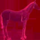 Horse  Pink L 229
