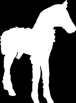 Foal Standing -