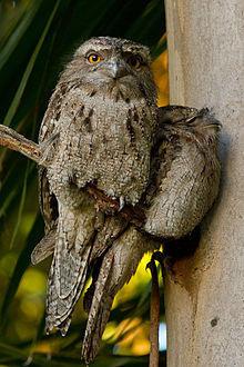 Comes with a horizontal spout at entrance. Tawny Frogmouths N/A N/A $ 225.00 $ 275.