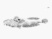 Lusitanian toadfish (Halobatrachus