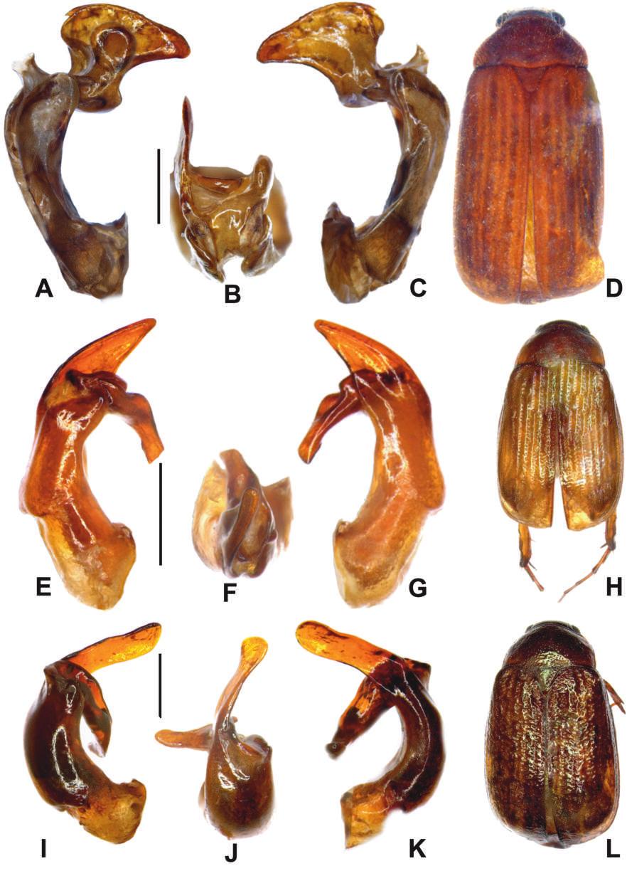 158 Wan-Gang Liu et al. Fig. 1. A D: Calloserica zhangmuensis Liu & Ahrens sp. n. (holotype), E H: Gynaecoserica hani Liu & Ahrens sp. n. (holotype), I-K: G.