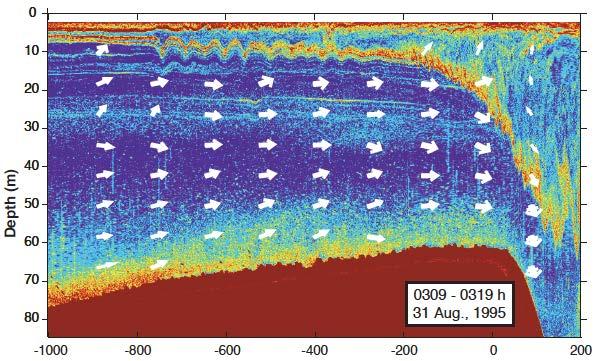 Sub-harmonic evolution of shear instability Acoustic backscatter images taken 30