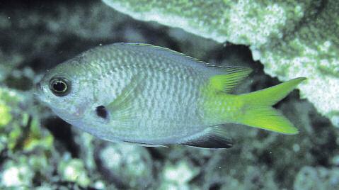 Two new species of damselfishes (Pomacentridae: Chromis) from Indonesian seas Table II. Proportional measurements of selected type specimens of Chromis pura as percentage of the standard length.