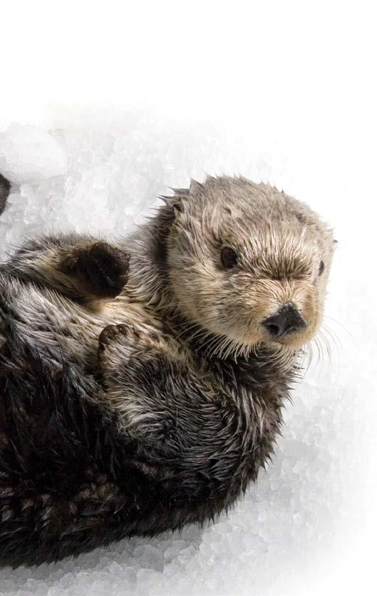 A m A z i N g A D A P T A T i O N : Sea Otters and Humans All mammals, whether on land or in the ocean, have hair at some point in their lives.