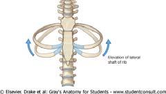 Volume Changes - Movement of Ribs Volume Changes - Movement of Sternum When