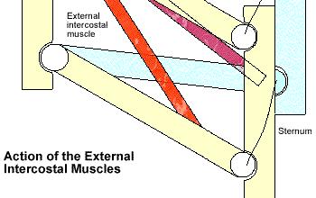 muscle run at an angle from one rib to another when muscle contracts, it