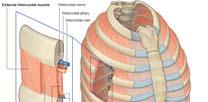 Diaphragm Thoracic diaphragm muscle attached to margin of ribs and to