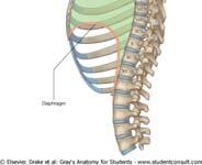 Contraction of the Diaphragm when the thoracic diaphragm contracts, it