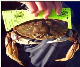 After noticing many short crab, the Troopers measured the entire delivery. The vessel had delivered a total of 187 pounds of undersized crab, 22.6% of the landing.