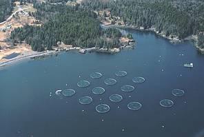 license 1972 Atlantic salmon farming begins in Puget Sound 1974 For-profit salmon ranching in