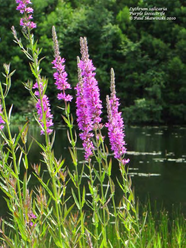 Purple Loosestrife Imported from Europe for gardens (late 1800s), also seeds in ballast water Crowds out native