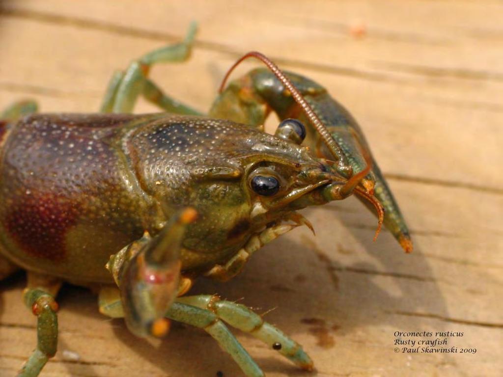 Rusty Crayfish Brought to WI as bait 1960 s Severely reduce aquatic vegetation, impacting spawning