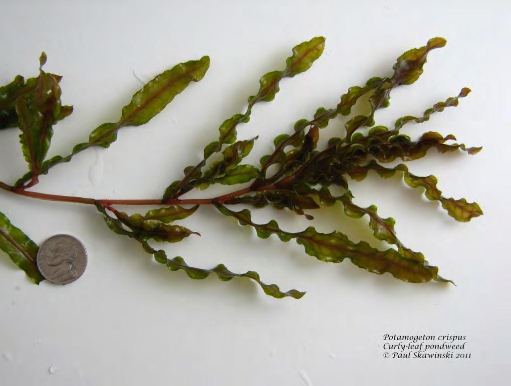 Curly-leaf Pondweed Accidentally introduced as aquarium plant (1880s) Active very early in growing season even