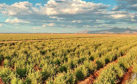 partnership with Versalis to commercialize guayule in agricultural,