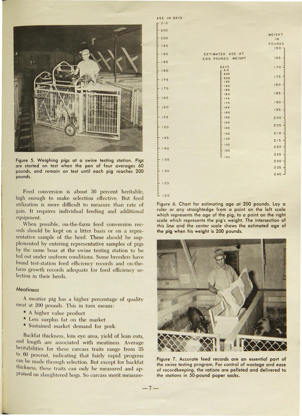 AGE IN DAYS 210 Figure 5. Weighing pigs at a swine testing station. Pigs are started on test when the pen of four avera~e s 60 pounds, and remain on test until each pig reaches 200 pounds.