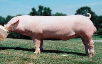 Research has shown it is not only the number of pigs weaned, but the quality of those pigs that