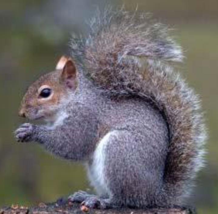 Grey Squirrel GREY SQUIRREL Sciurus carolinensis To some this is an attractive furry animal.
