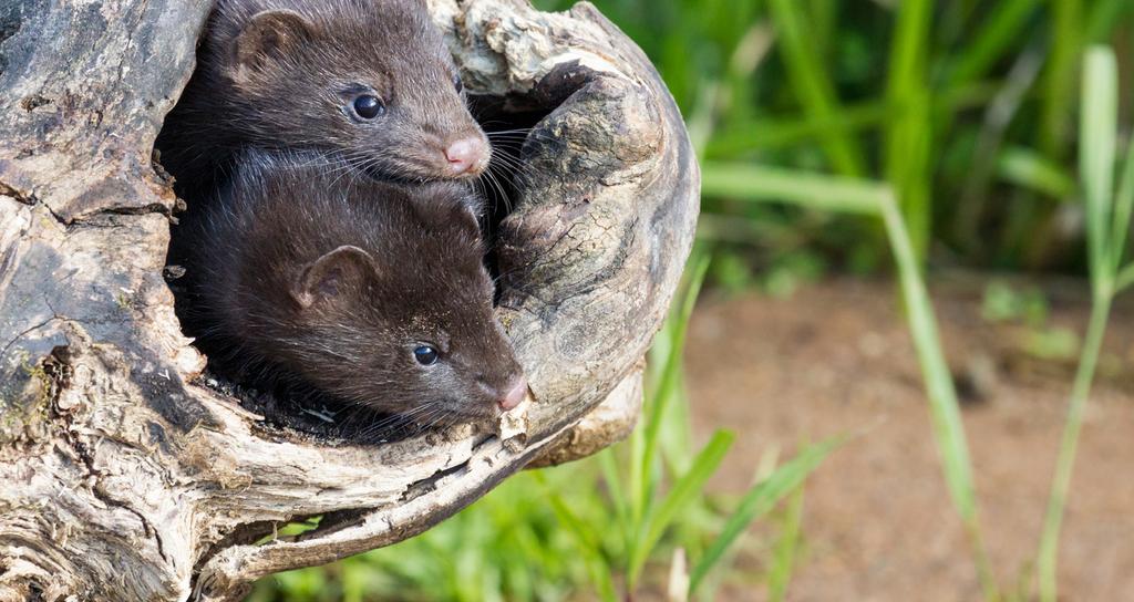 Four Stories ANIMAL NEWS Mink FirstNews Issue 562 24th - 30th March 2017 March 27th - April 2nd is Invasive Species Week in the UK. But what does it mean?