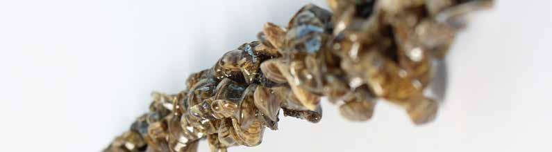 The battle against Zebra Mussels Zebra mussels are prolific invaders that cost the U.S. billions of dollars each year.