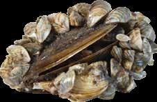 Zebra mussels spread by attaching to boat hulls, lifts, docks and fishing equipment. Adult zebra mussels can survive out of water for days under certain conditions. What can be done?