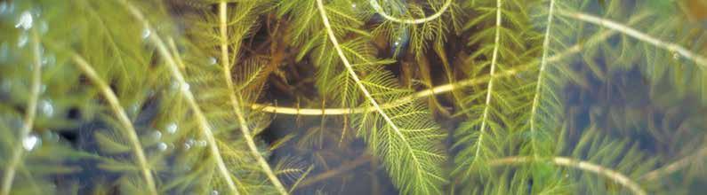 The war on Eurasian Watermilfoil Eurasian watermilfoil is a feathery submerged aquatic plant that can quickly form thick mats in shallow areas of lakes and rivers in North America.