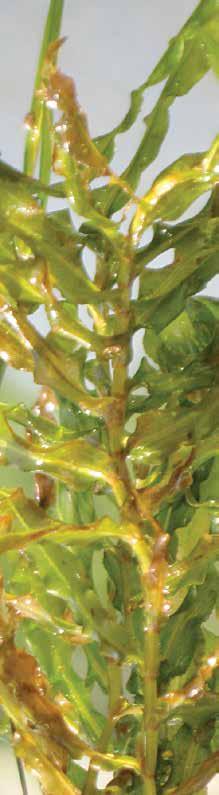 Fighting Curlyleaf Pondweed Curlyleaf pondweed is a rooted, submerged plant that quickly forms dense mats at the water surface of lakes and rivers in late spring and early summer.