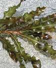 Summer die-offs can form windrows of decaying plants on shore, sometimes followed by algal blooms.
