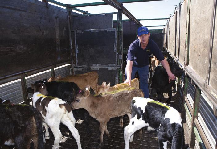 Time on transport Calves must be delivered in less than 18 hours from last feed and spend no more than 12 hours on transport.