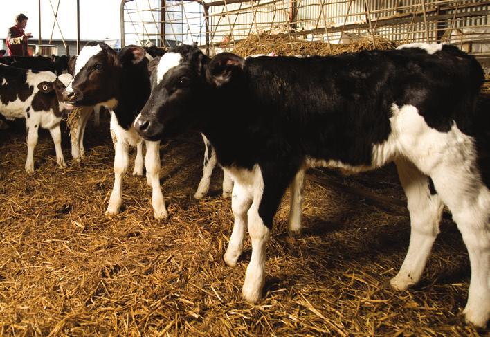 Summary Responsibility for the welfare of bobby calves is shared along the entire supply chain.