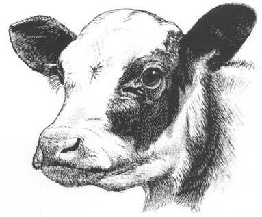 Cleveland County 4-H Dairy Steer Project Guide 2013 A Practical How-To Guide for Raising