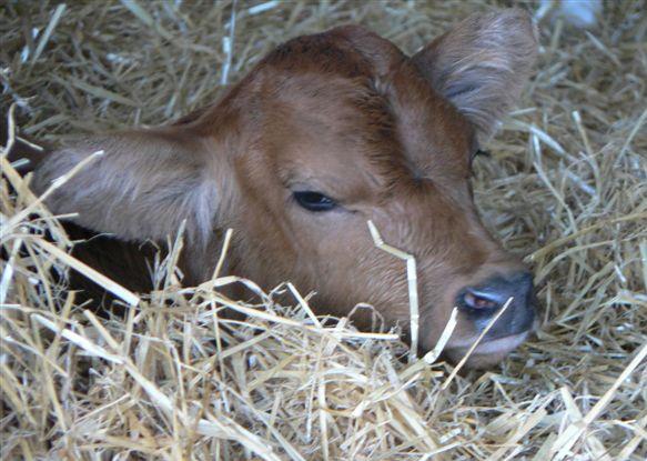 Welfare requirements The basic requirements of calf welfare are the same as those in the Animal Welfare Act (1999).