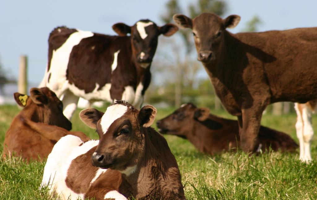 Weaning dairy calves There are six keys to successful weaning. 1. make sure calves have reached their target liveweight. 2. make sure calves are eating enough pasture and meal before removing milk.