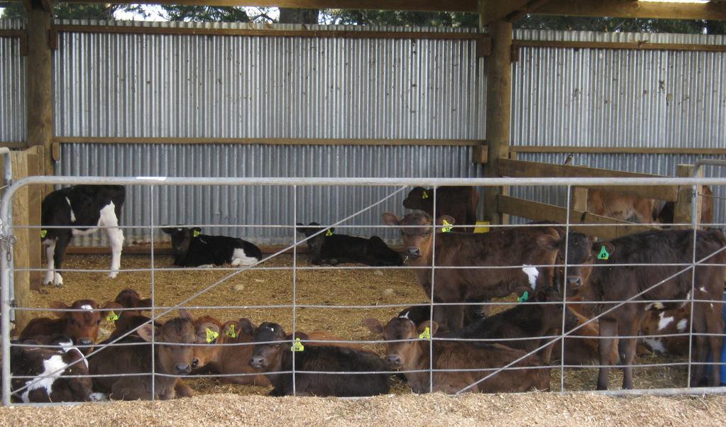 Purpose built clean and dry calf rearing facility Have a look at the calf rearing area on your farm. Does it meet the calf s needs for space and water? Does it have good air flow?