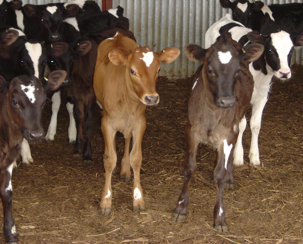 Not all of these behaviours need to be present for the calf to be sick.
