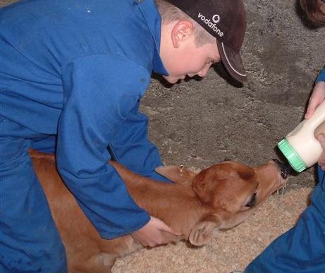 Calf identification, recording, handling and treatment There are many tasks that need to be carried out on calves.